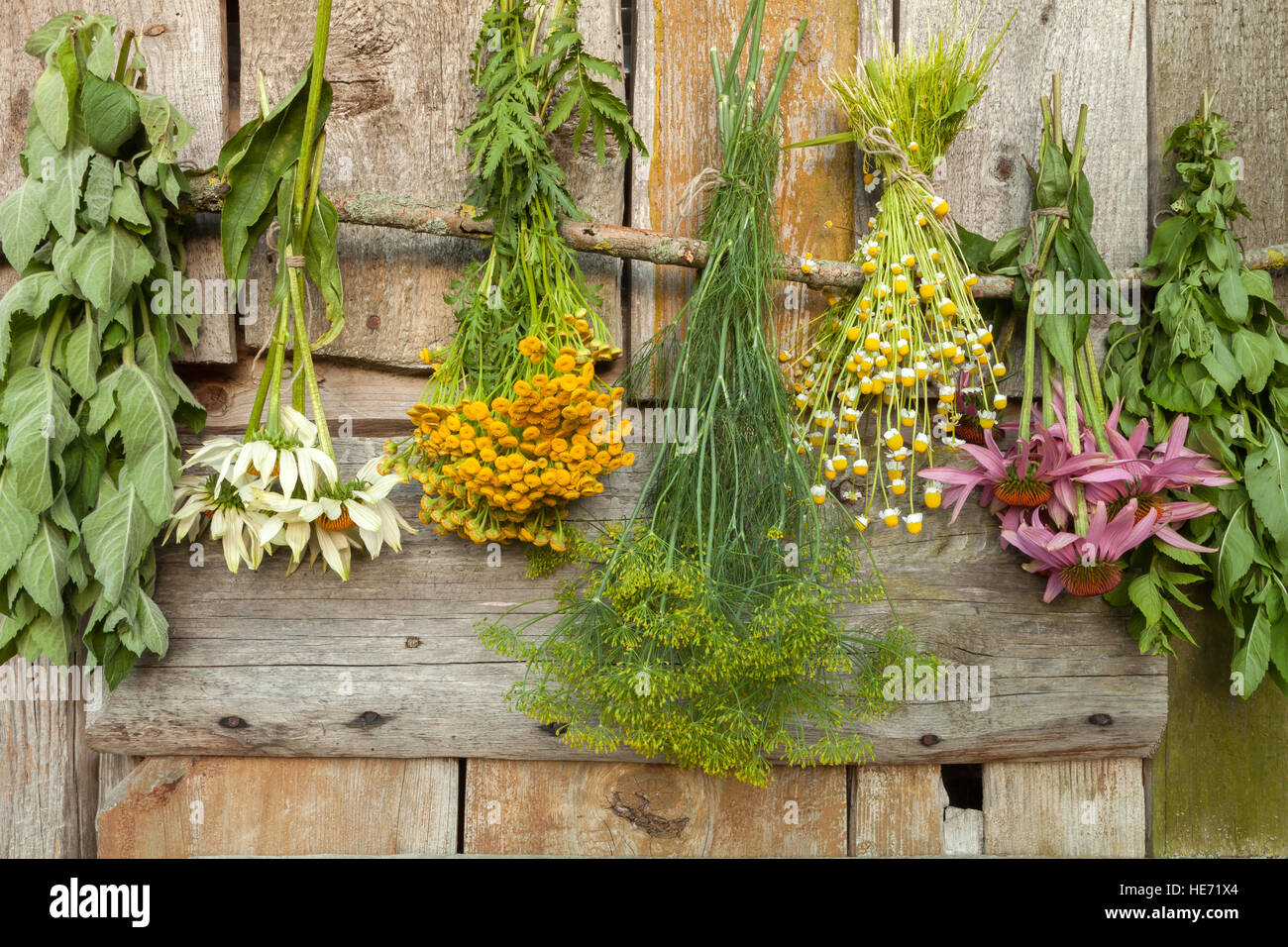 Essiccazione di erbe mediche in un'ombra: echinacea,camomilla,l'aneto,tansy,melissa. Foto Stock