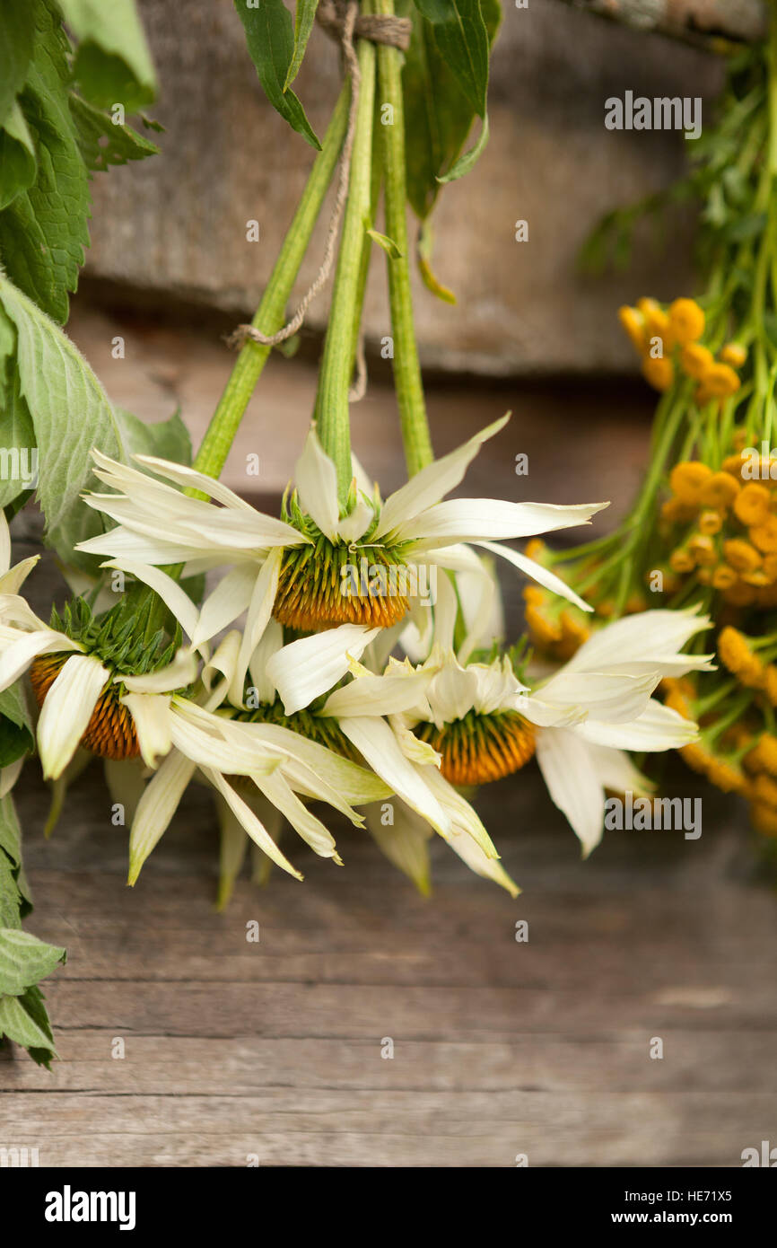 Essiccamento echinacea fiori in un'ombra Foto Stock
