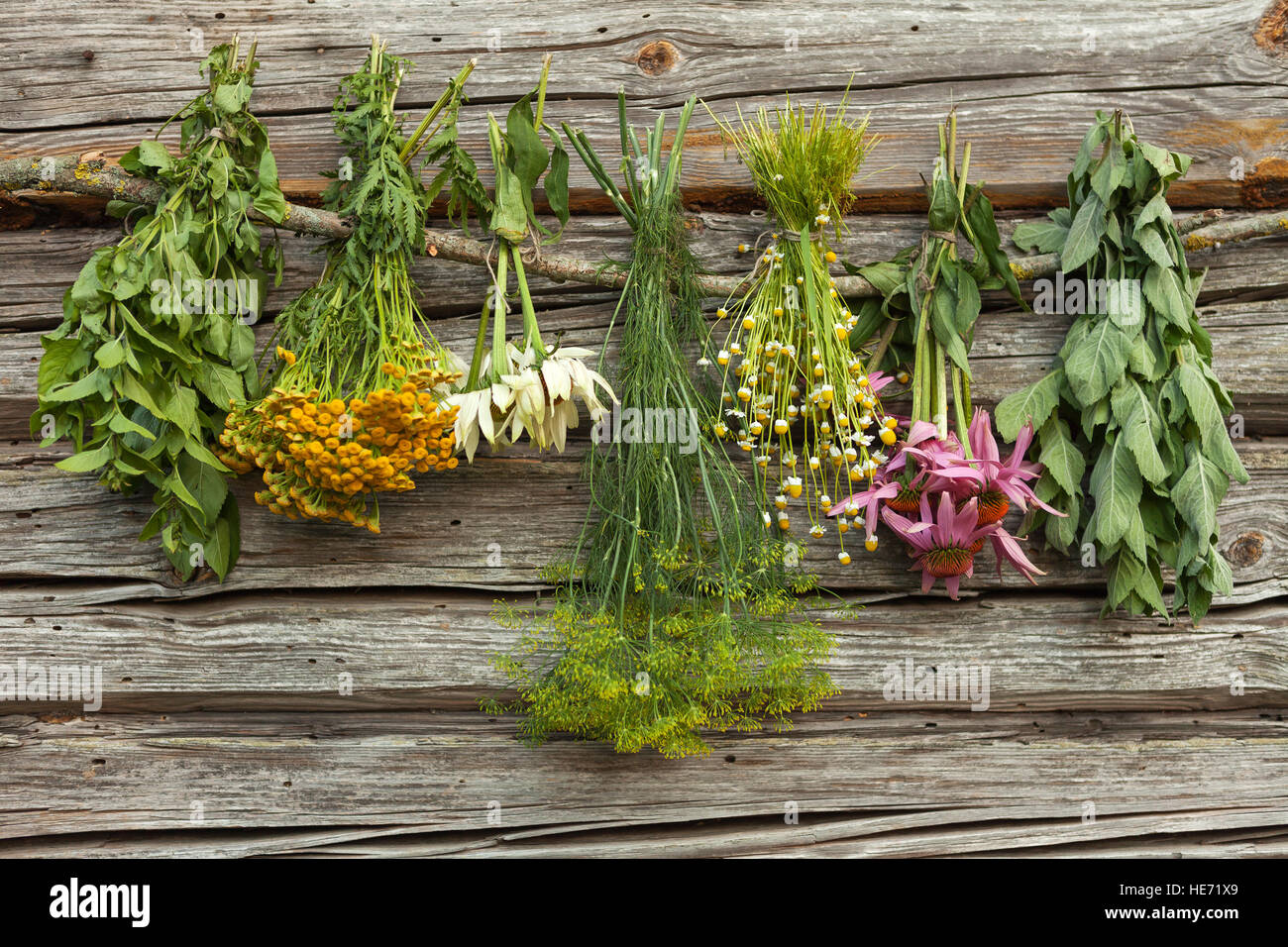 Essiccazione di erbe mediche in un'ombra: echinacea,camomilla,l'aneto,tansy,melissa. Foto Stock