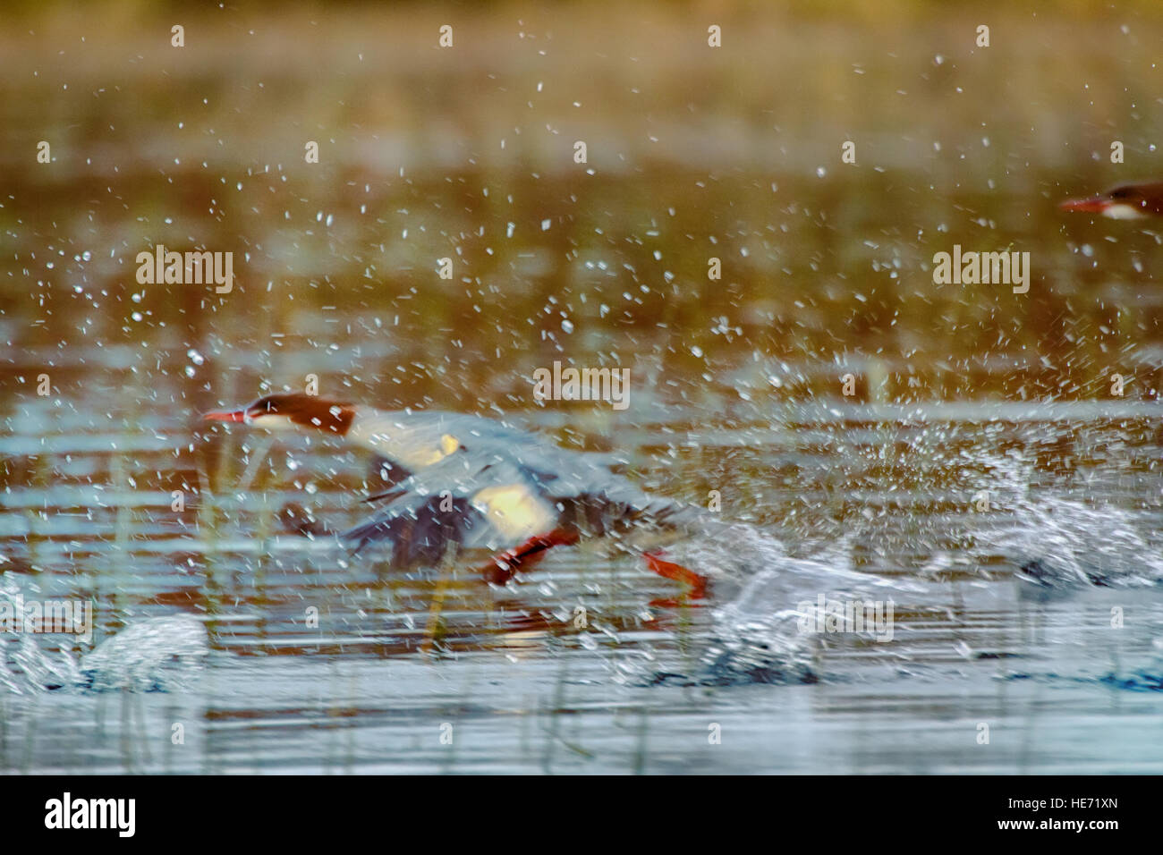 Difficile il decollo diving uccelli. Dynamic shot: smergo maggiore ( Mergus merganser), esecuzione di avviare delle fontane spray Foto Stock