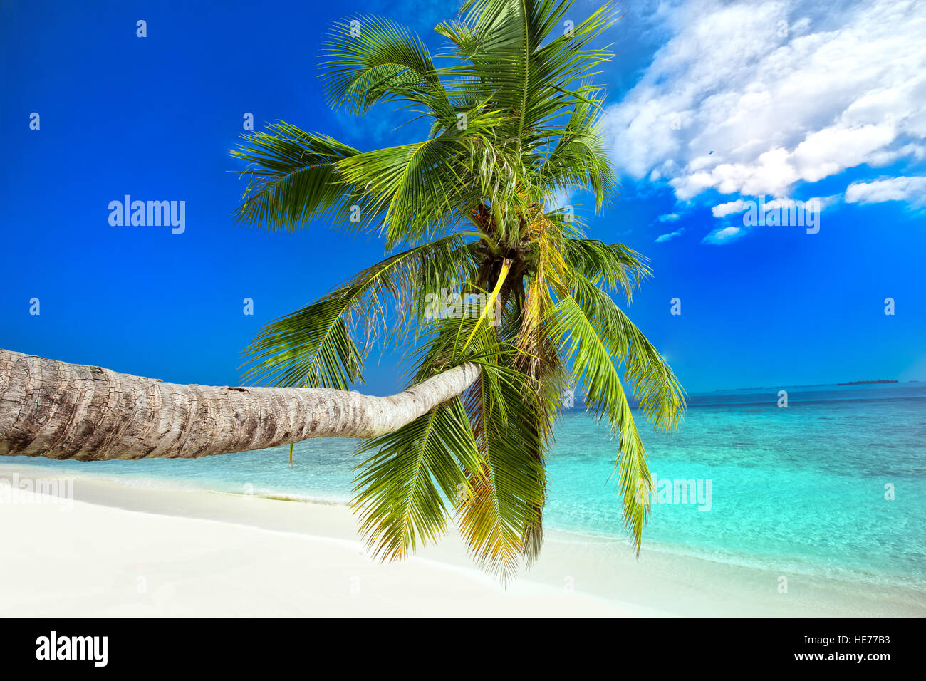 Palm tree sull isola tropicale con il turchese chiaro l'acqua. Foto Stock