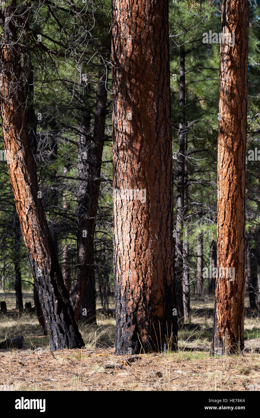 Grandi tronchi marrone della Ponderosa Pine Trees, bruciato alla base da un precedente fuoco macinato. Coconino National Forest, Arizona Foto Stock