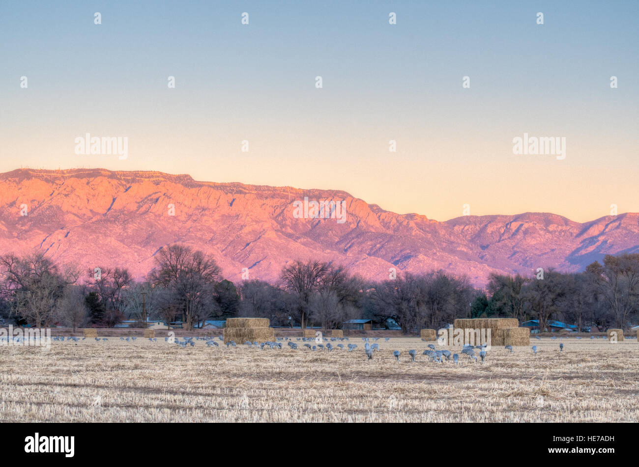 Sandhill gru, (Grus canadensis), Los Poblanos spazio aperto di Albuquerque, Nuovo Messico, Stati Uniti d'America. Foto Stock