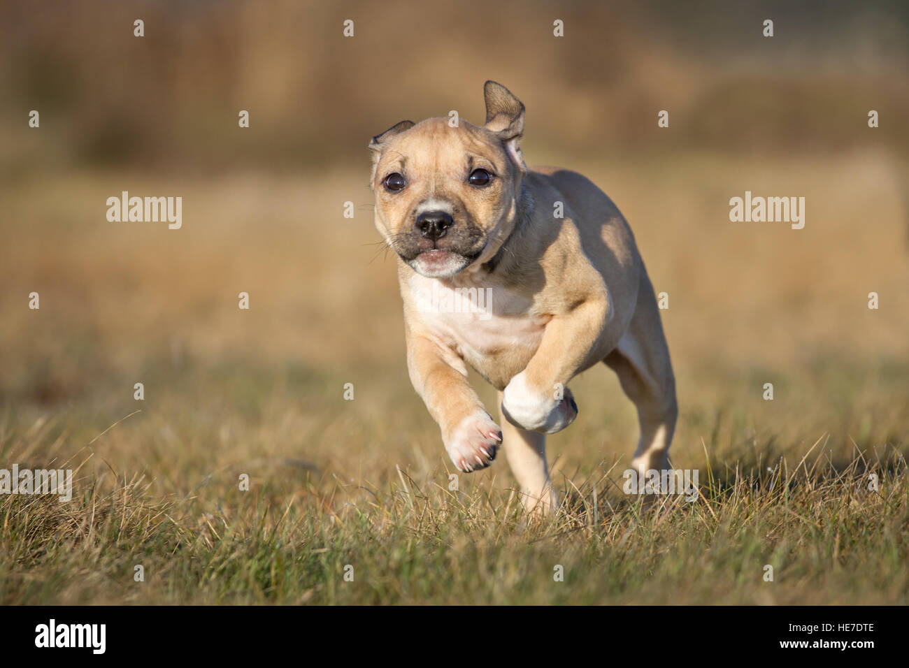 Cucciolo tipo Bulldog Foto Stock