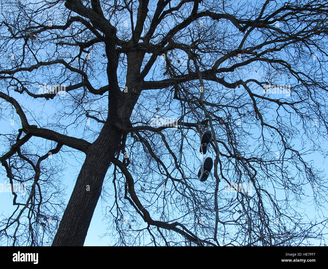 Un paio di scarpe in un albero. Berlino, Germania. Foto Stock
