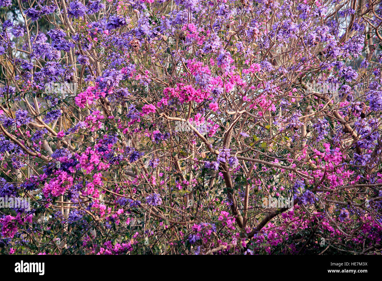 Fuochi d'artificio Foto Stock