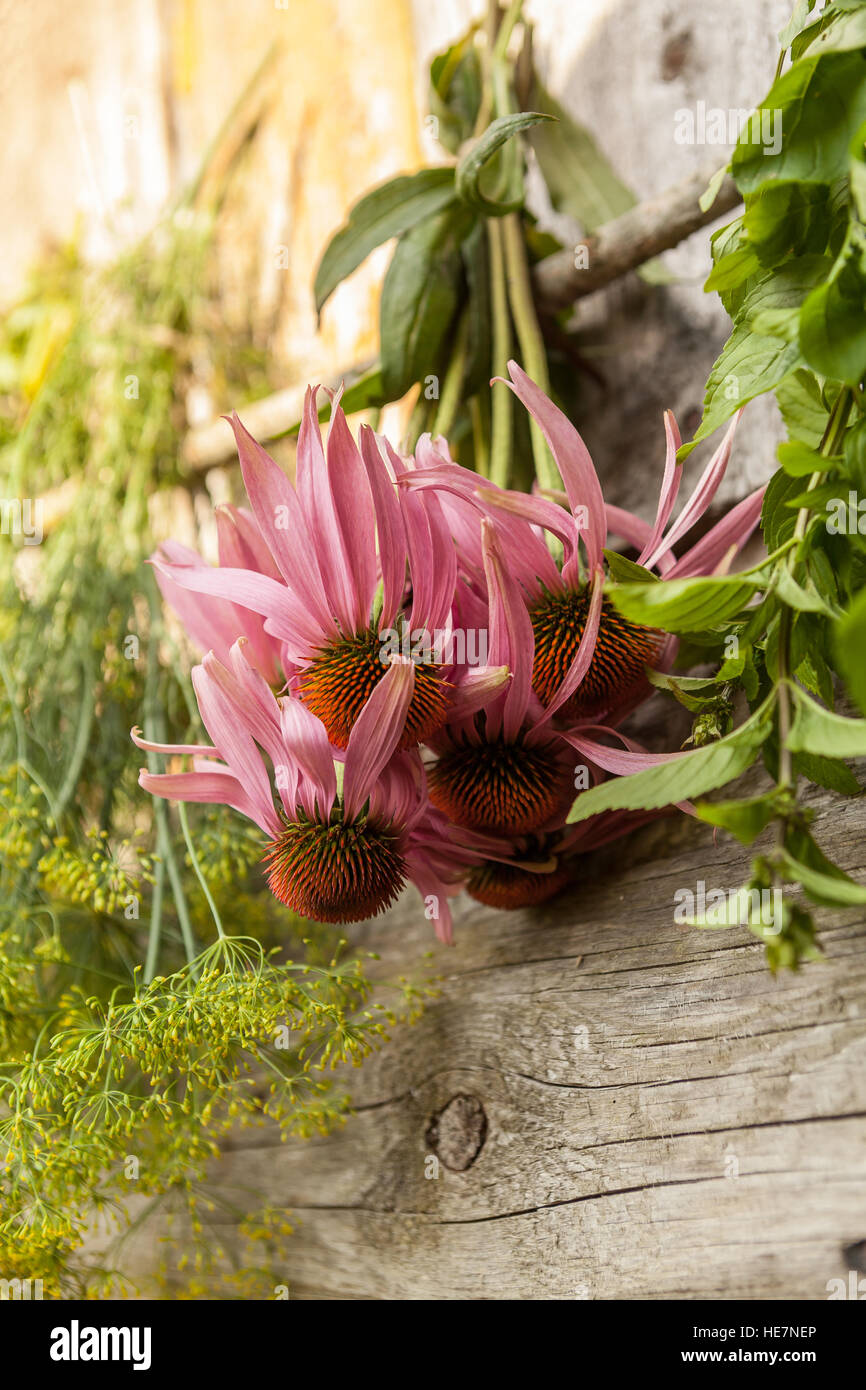 Essiccamento fresche erbe mediche in : echinacea,tansy,melissa. Foto Stock