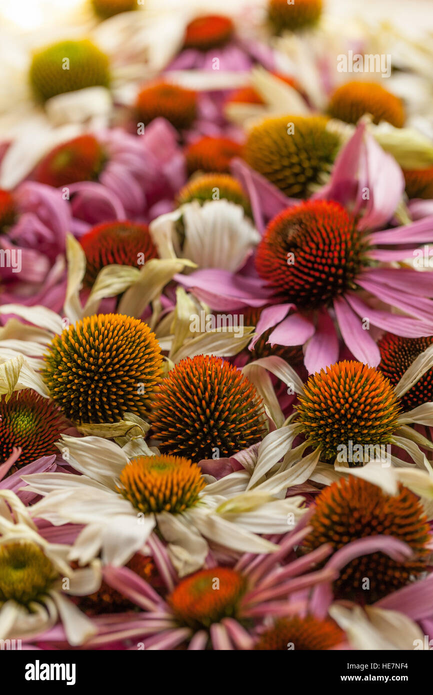 Immagine di essiccazione di echinacea freschi fiori in un'ombra. Foto Stock