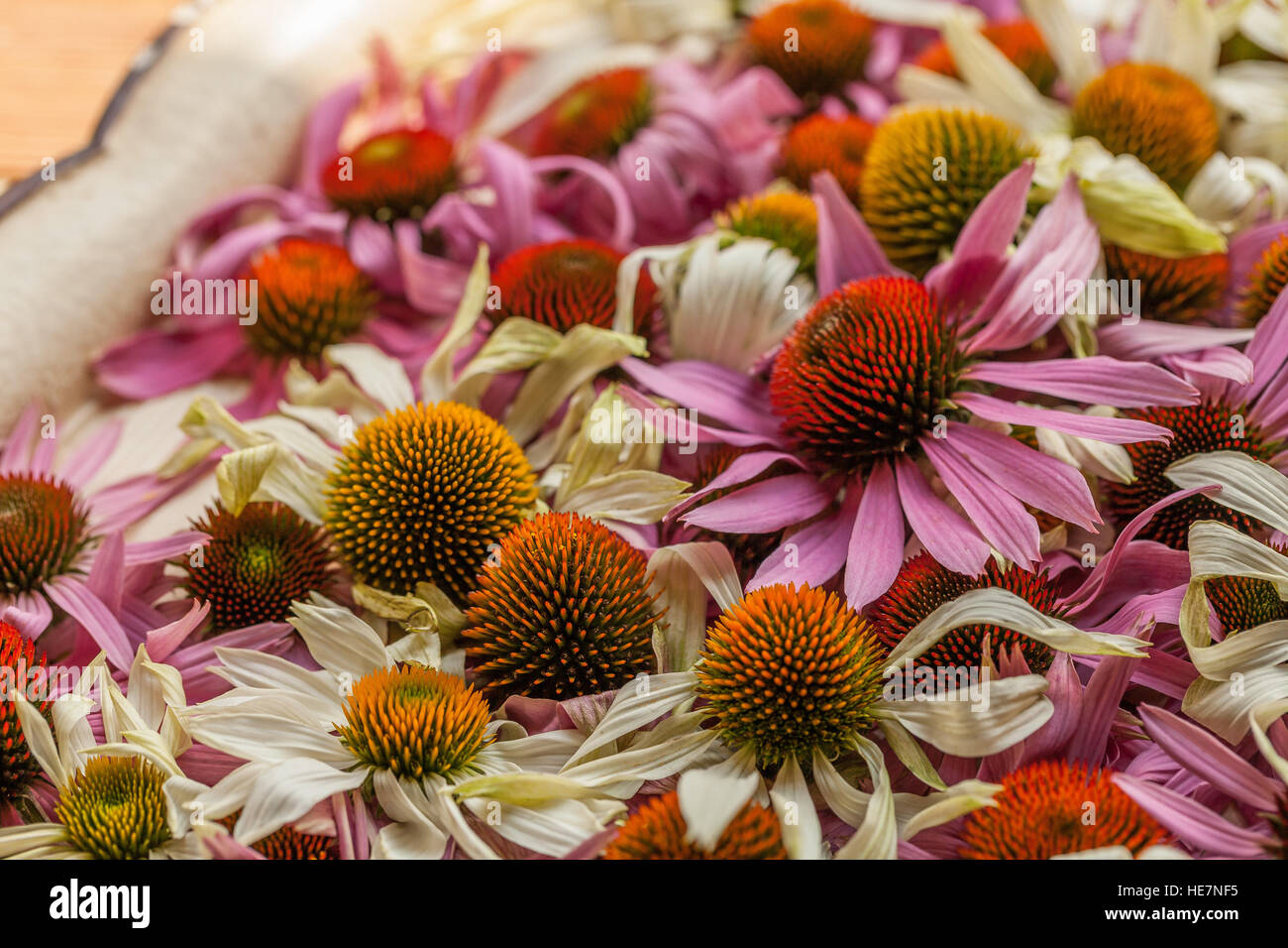 Mage di essiccazione freschi Fiori di echinacea in ombra. Foto Stock