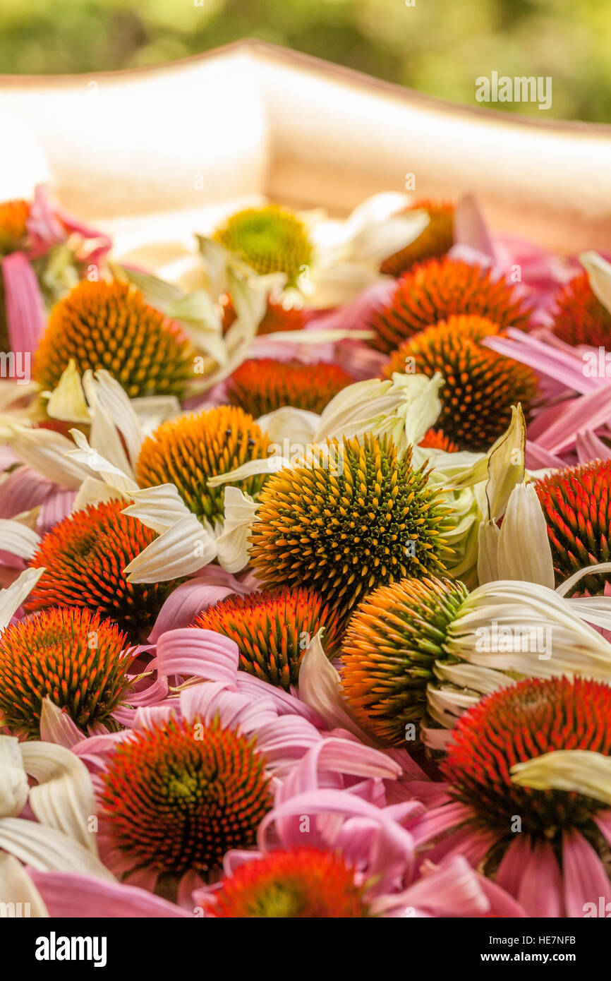 Immagine di essiccazione di echinacea freschi fiori in un'ombra. Foto Stock