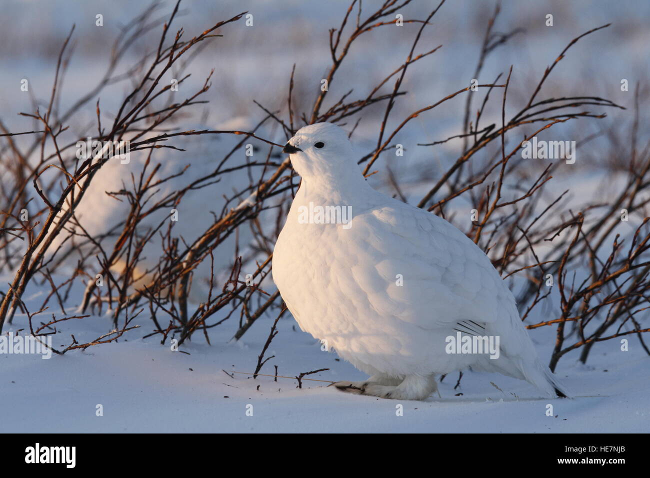 Willow Ptarmigan nascosti tra salici nell'artico Foto Stock