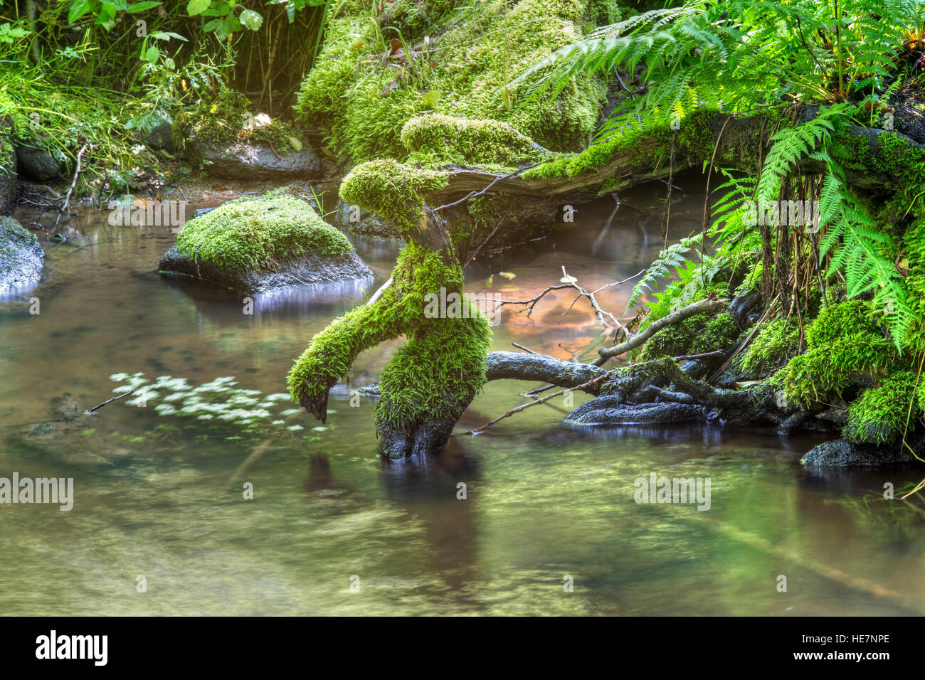Brook e radici - quiete Foto Stock