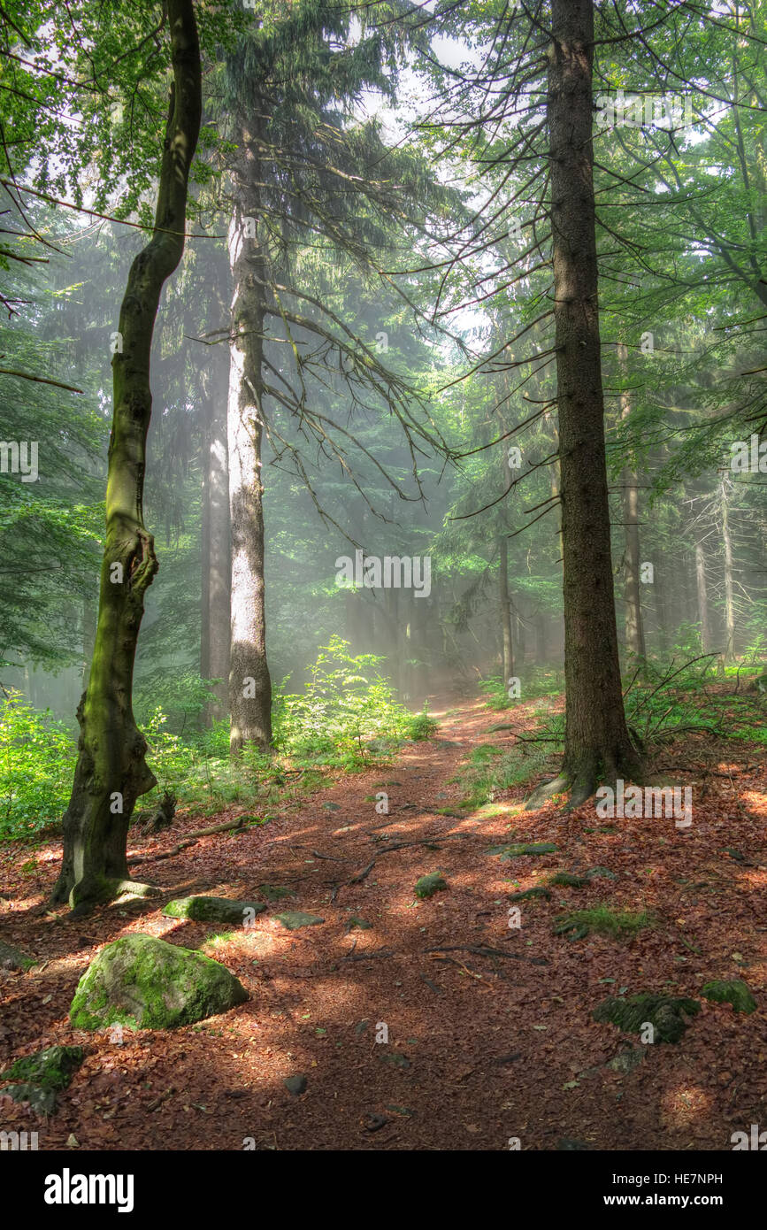 La mattina presto nella foresta mista Foto Stock