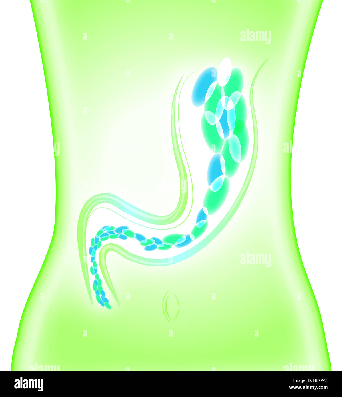 Batteri intestinali, microrganismo tessuto, batteri, intestino, protezione e difesa Foto Stock