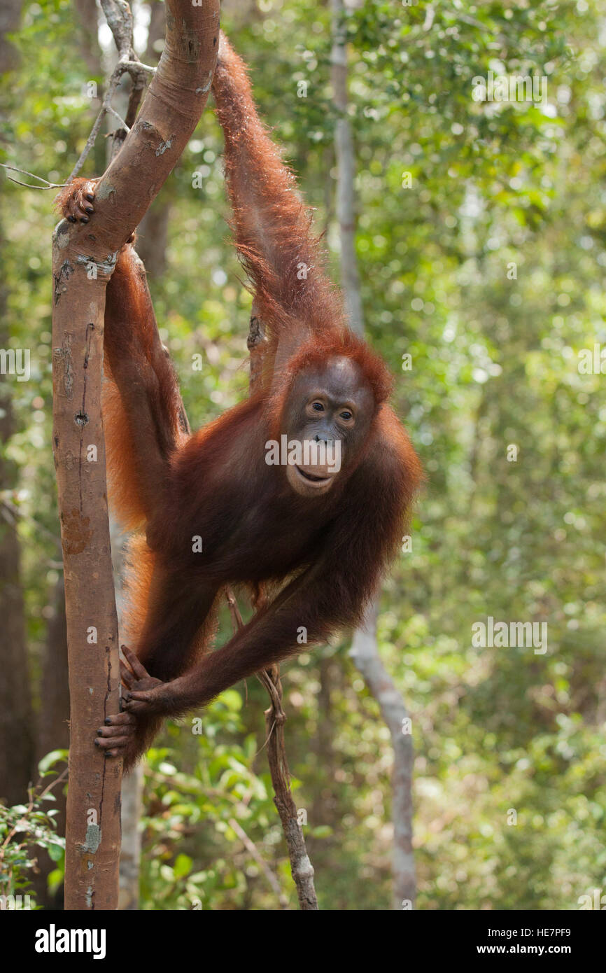 Wild Bornean Orangutan (Pongo pygmaeus) rampicante nella foresta pluviale Bornean Foto Stock