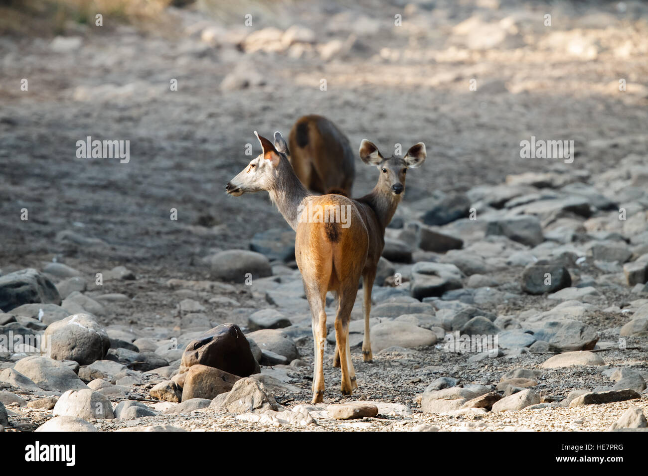 Due Sambar deet cubs guardando entrambi i lati, siamesi Foto Stock