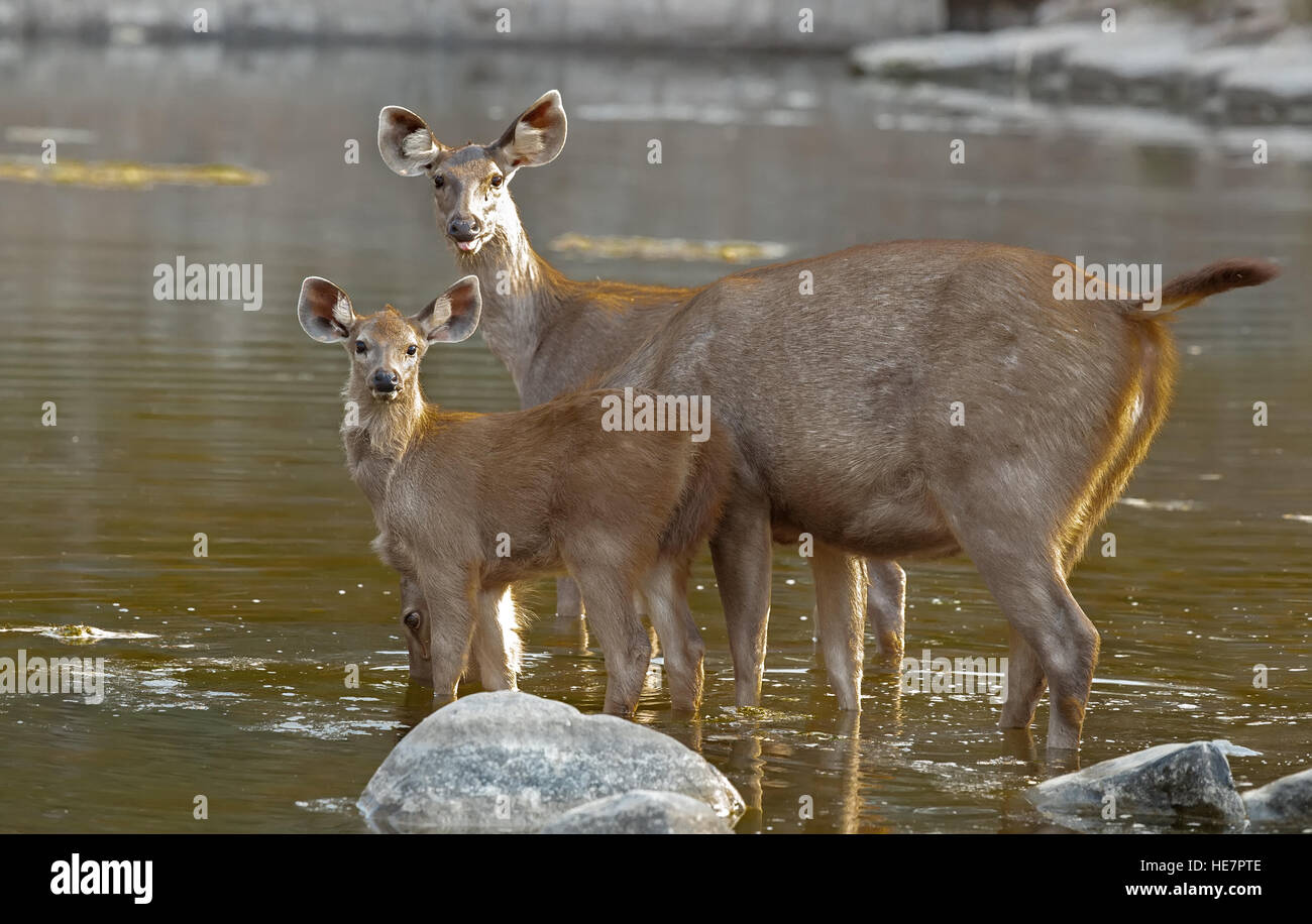 Sambar cervi femmina e cub in piedi in acqua,Parco nazionale di Ranthambore in Rajasthan, India Foto Stock