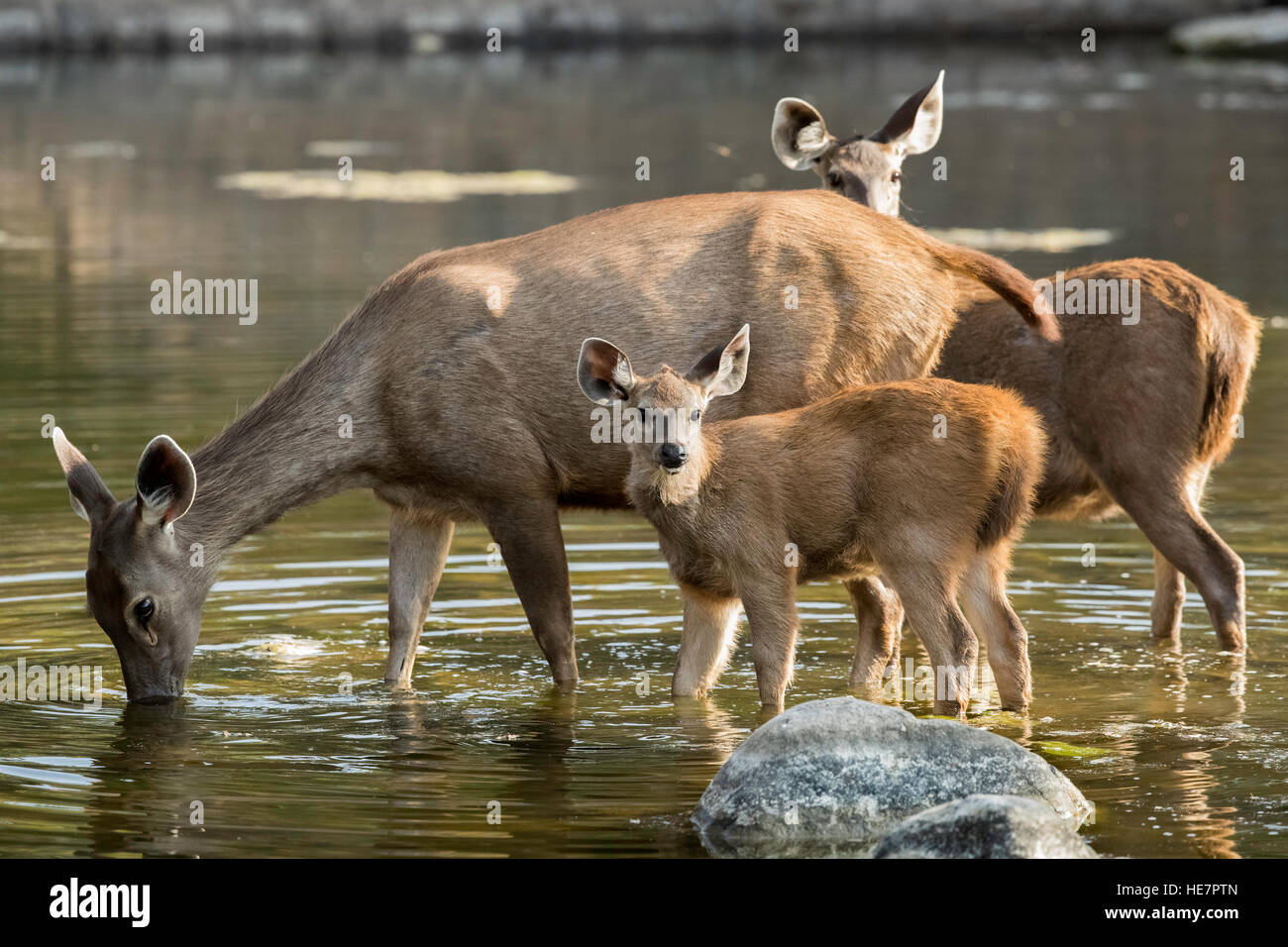 Sambar cervi femmina e cub in piedi in acqua,Parco nazionale di Ranthambore in Rajasthan, India Foto Stock