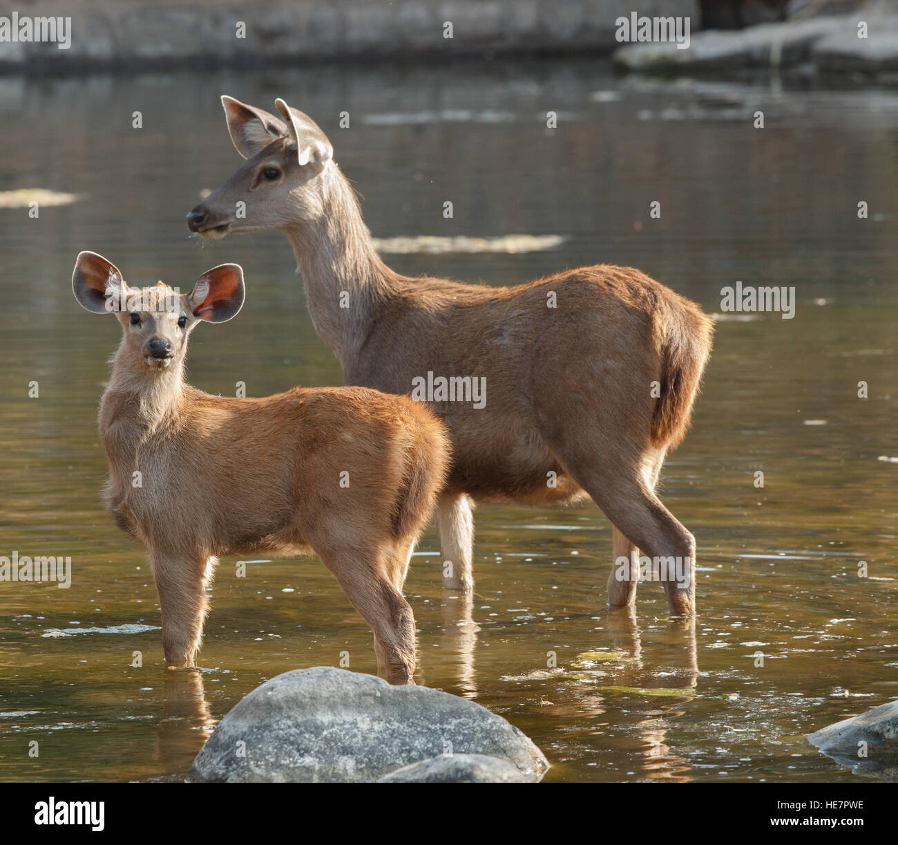 Sambar cervi femmina e cub in piedi in acqua,Parco nazionale di Ranthambore in Rajasthan, India Foto Stock