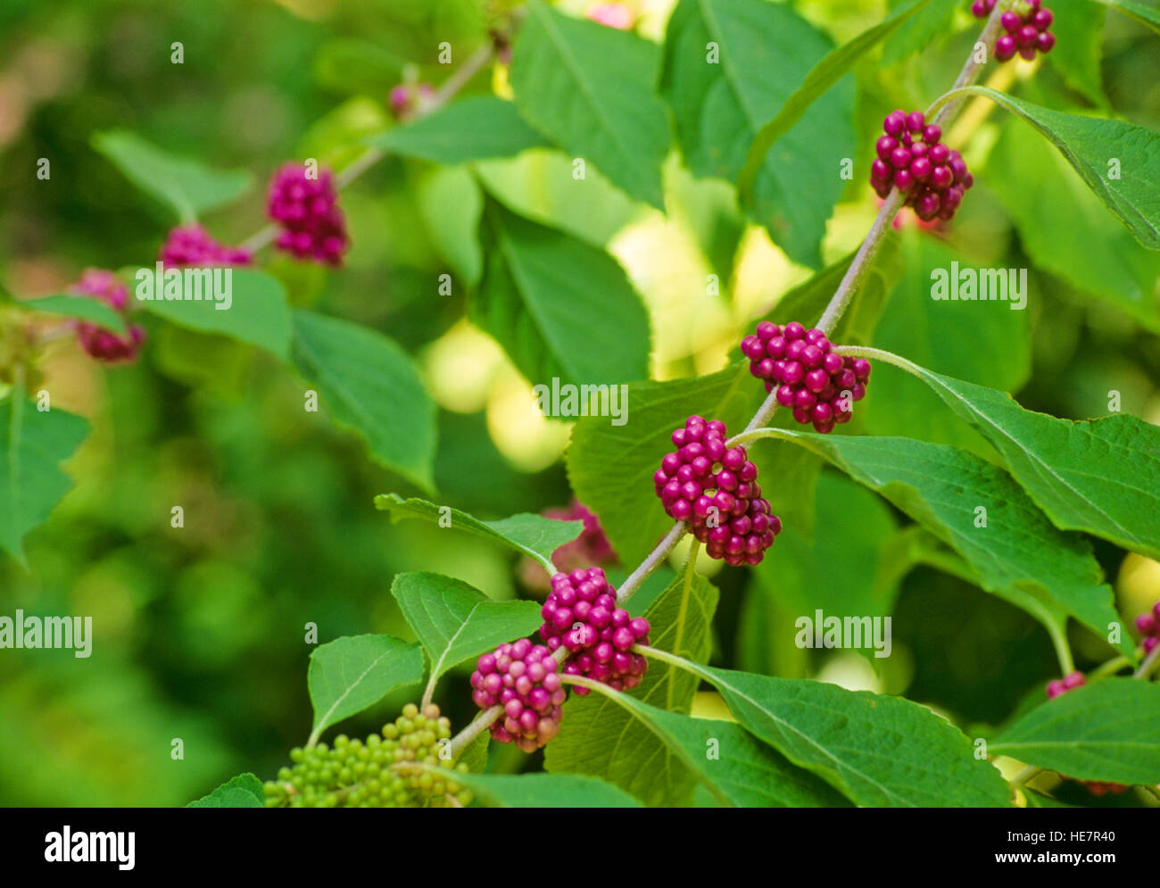 Callicarpa dichotoma, a bacca di colore viola, Foto Stock