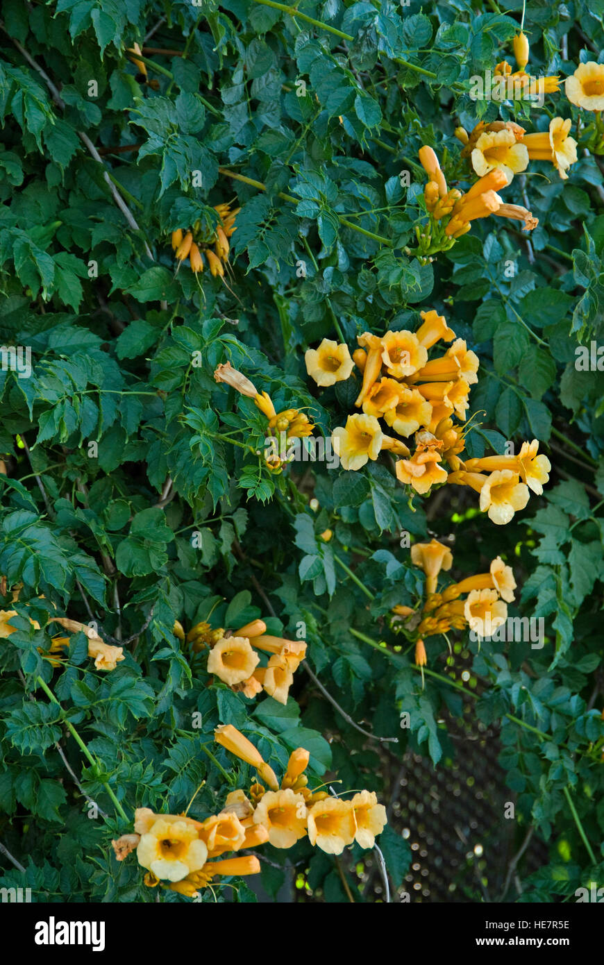 Bignonia capreolata, crossvine, Tromba superriduttore, giallo Foto Stock