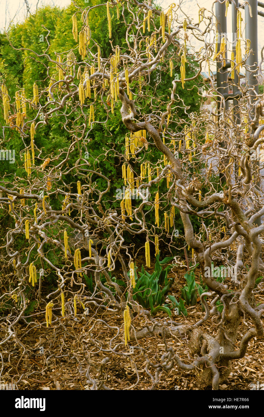 Corylus avellana "Contorta, contorte nocciola,Harry Lauder il bastone da passeggio Foto Stock