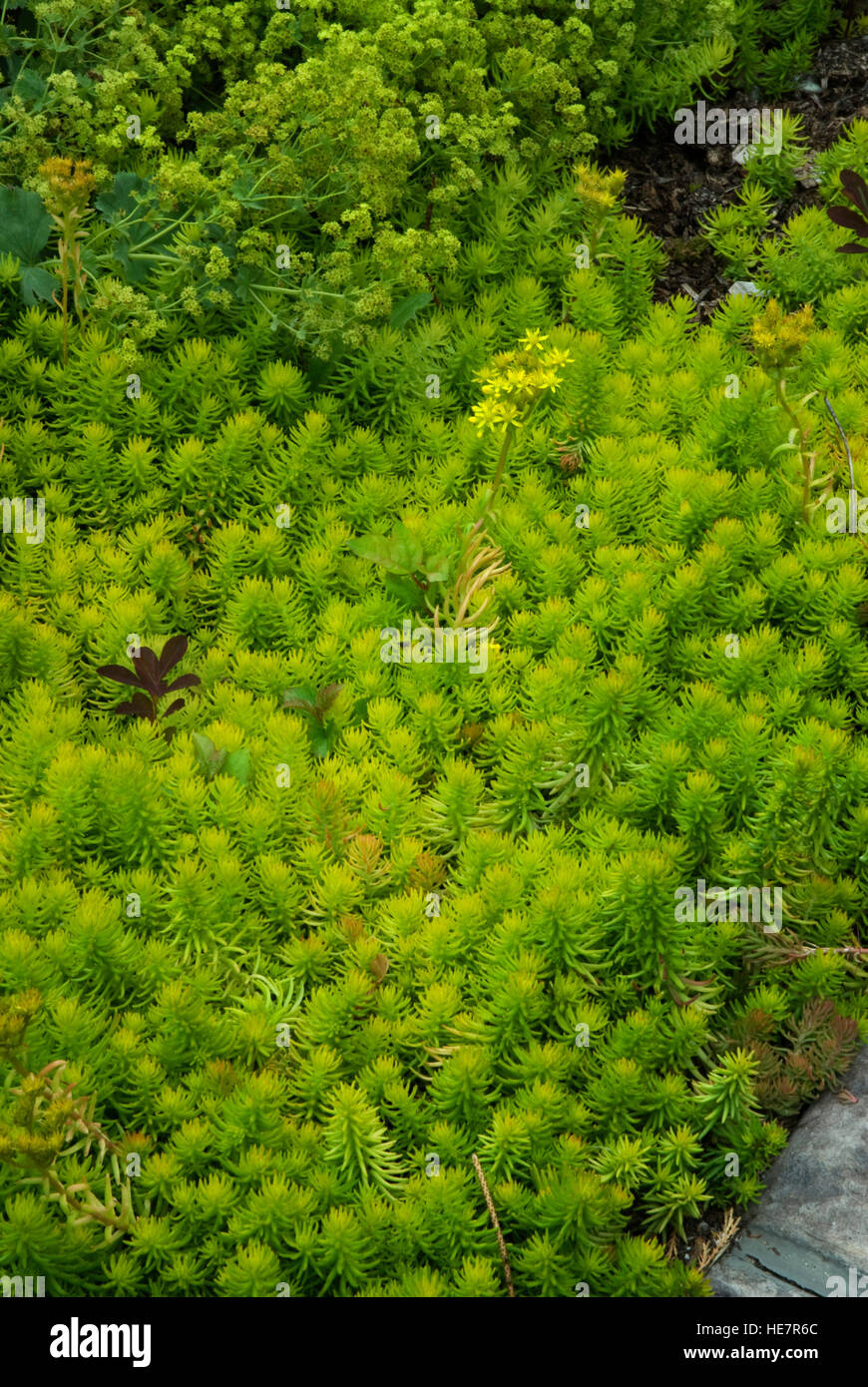 Sedum rupestre "Angelina", Stonecrop Foto Stock