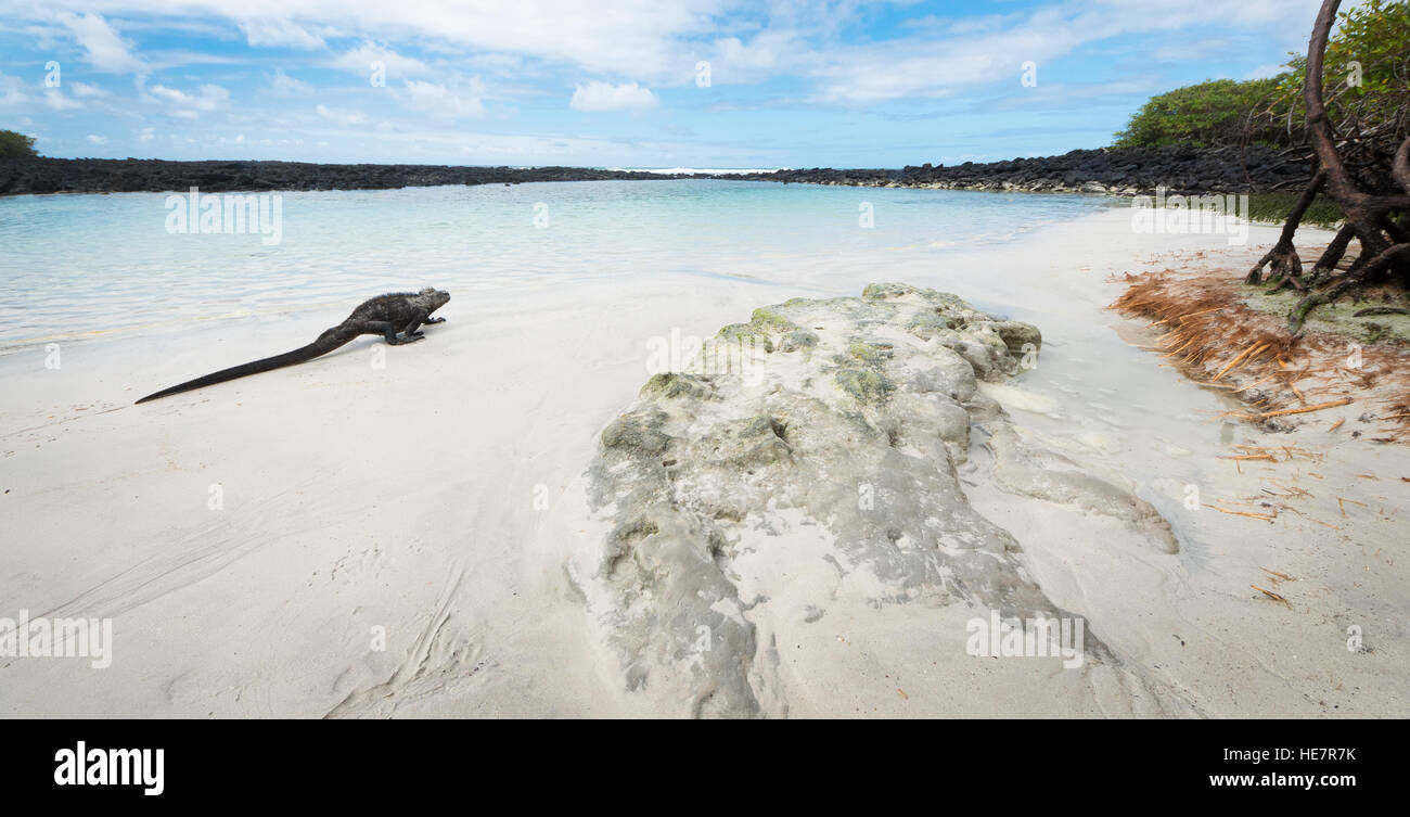 Nero Iguana lentamente rendendo il suo modo di nuovo in una poco profonda laguna di acqua salata. Foto Stock