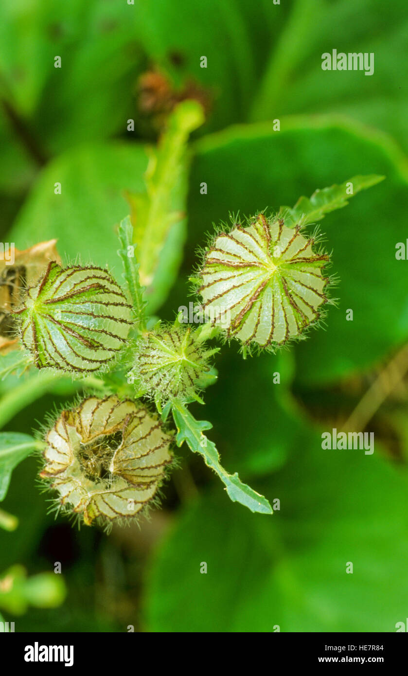 Trasparente di sementi a strisce pod Foto Stock