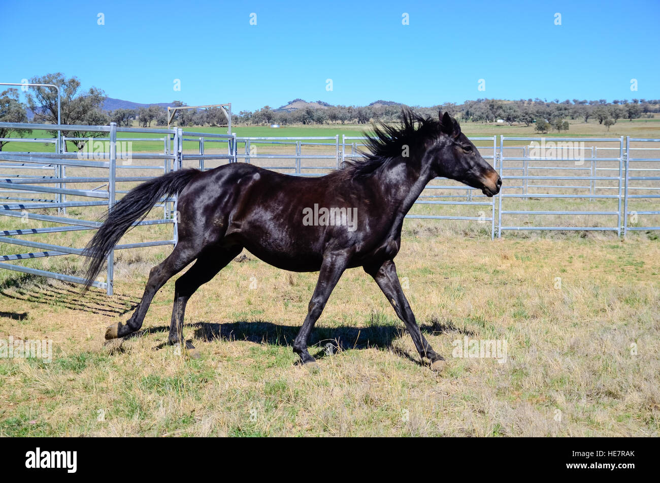 Un cavallo nero liberi da un recinto per bestiame Foto Stock
