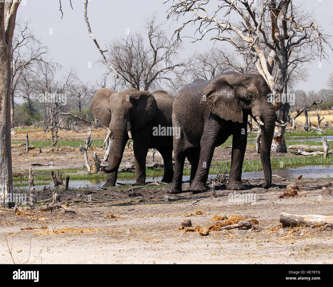 La matriarca dell' elefante africano con il suo grazioso baby & il resto della mandria di presenze Foto Stock