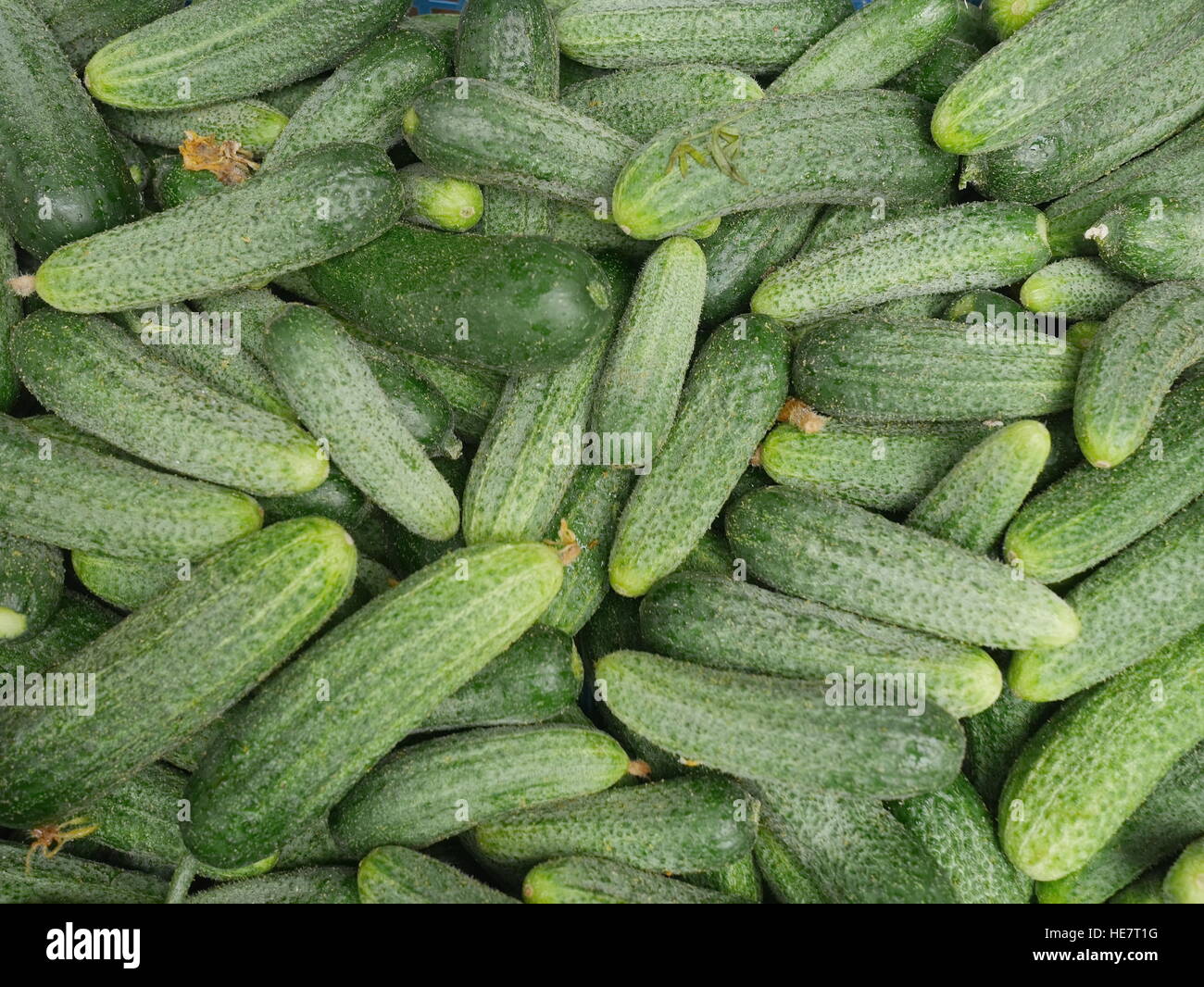 Cetriolino Foto Stock