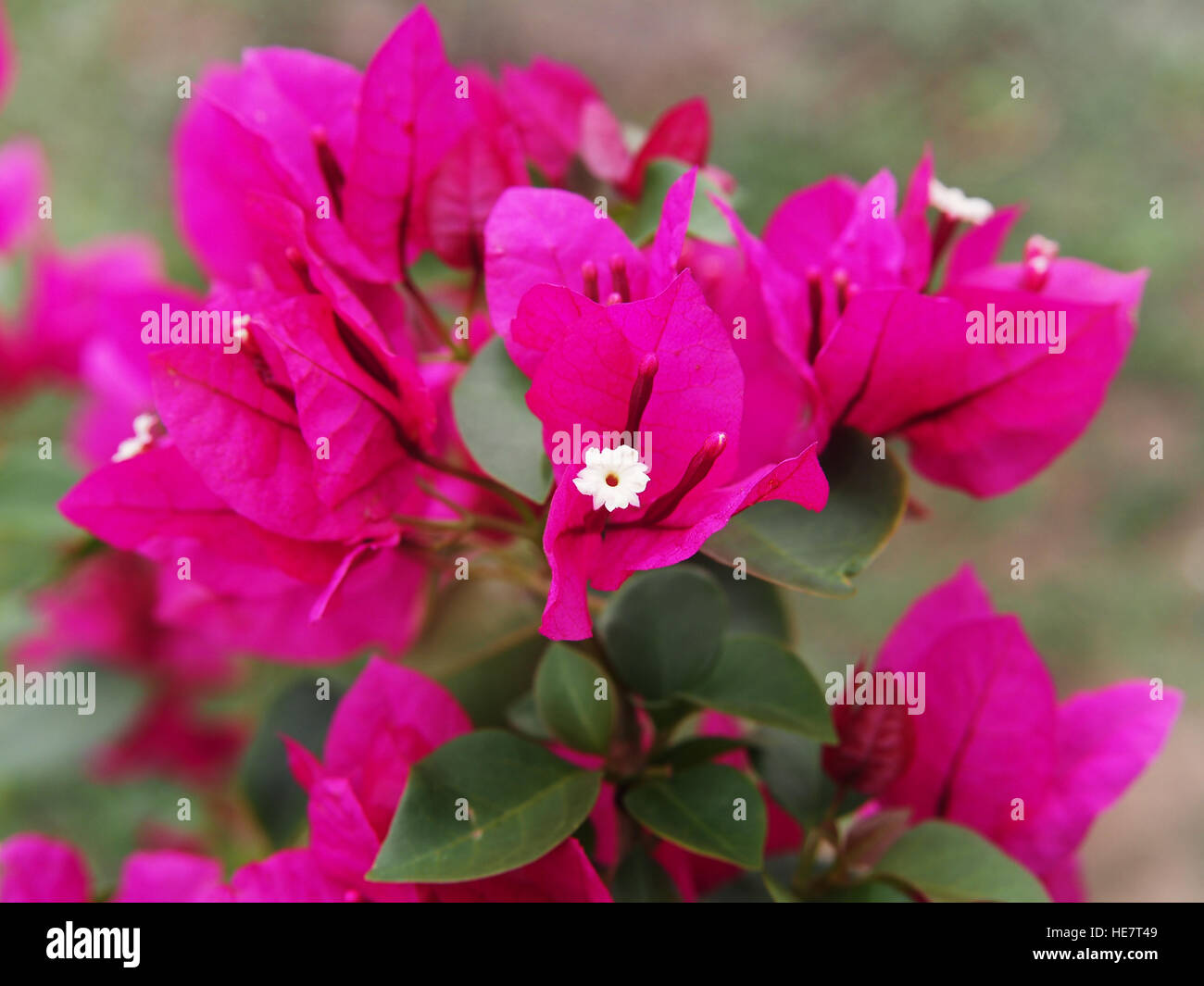 Rosa luminoso fiori di Bouganville closeup Foto Stock