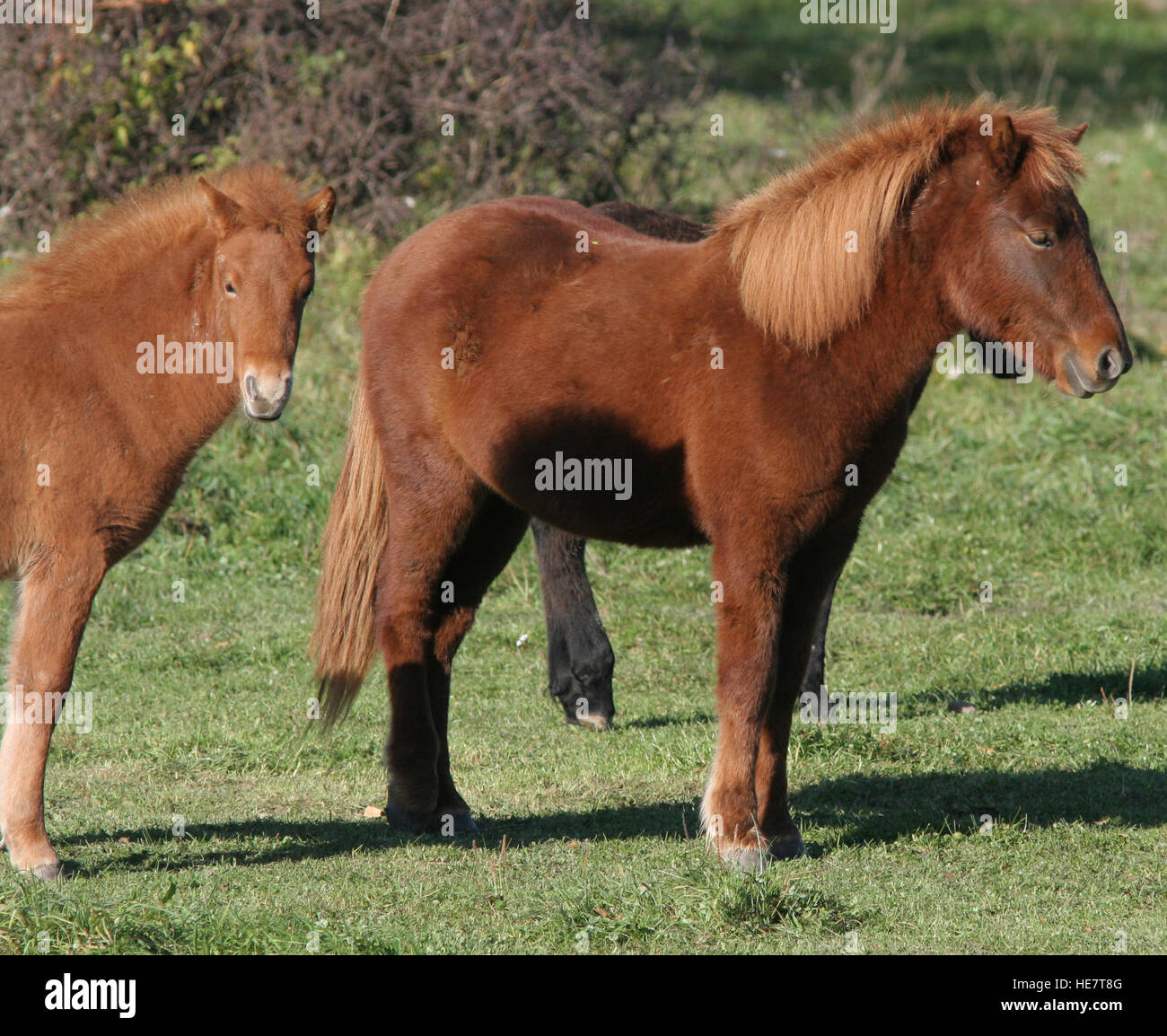 Islandese di cavalli al pascolo in estate Foto Stock