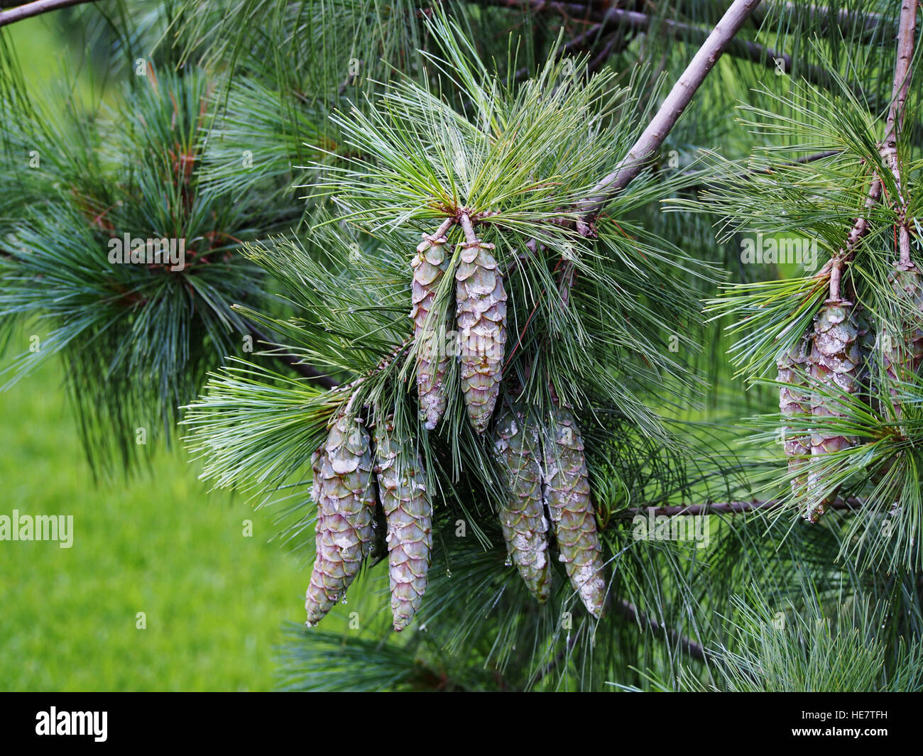 Pinus wallichiana - Bhutan, pino di pino di colore blu Foto Stock