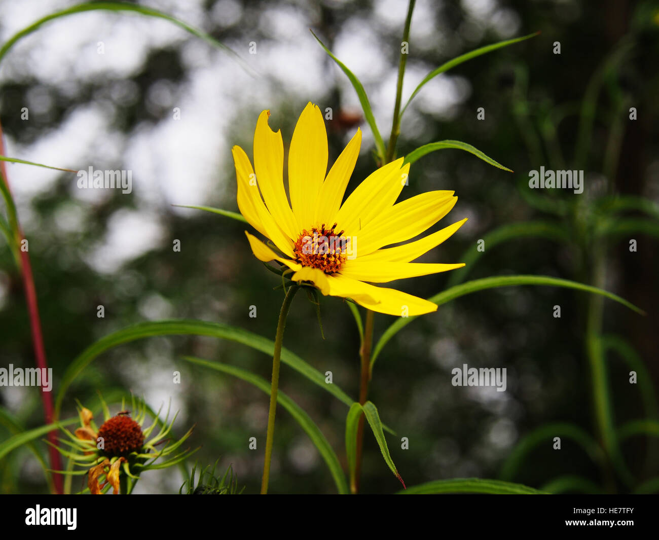 Helianthus salicifolius (syn. Helianthus orgyalis) - Willow-lasciarono il girasole, girasole willowleaf Foto Stock