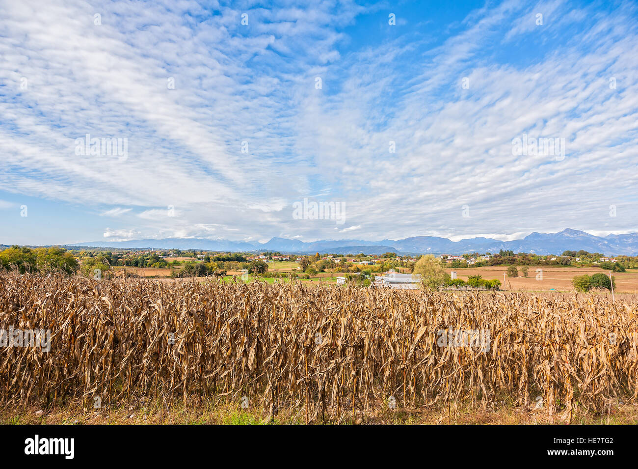Paesaggio rurale: Campo di grano pronto per la mietitura. Sullo sfondo le montagne. Cielo blu con nuvole Foto Stock