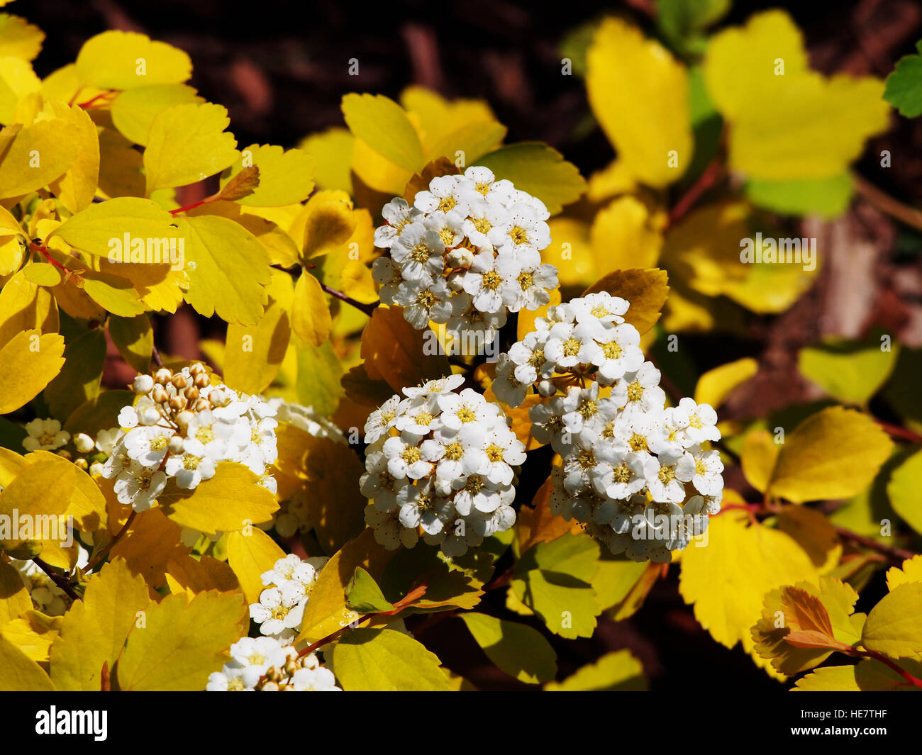 Spiraea vanhouttei 'Fontana d'Oro" Foto Stock