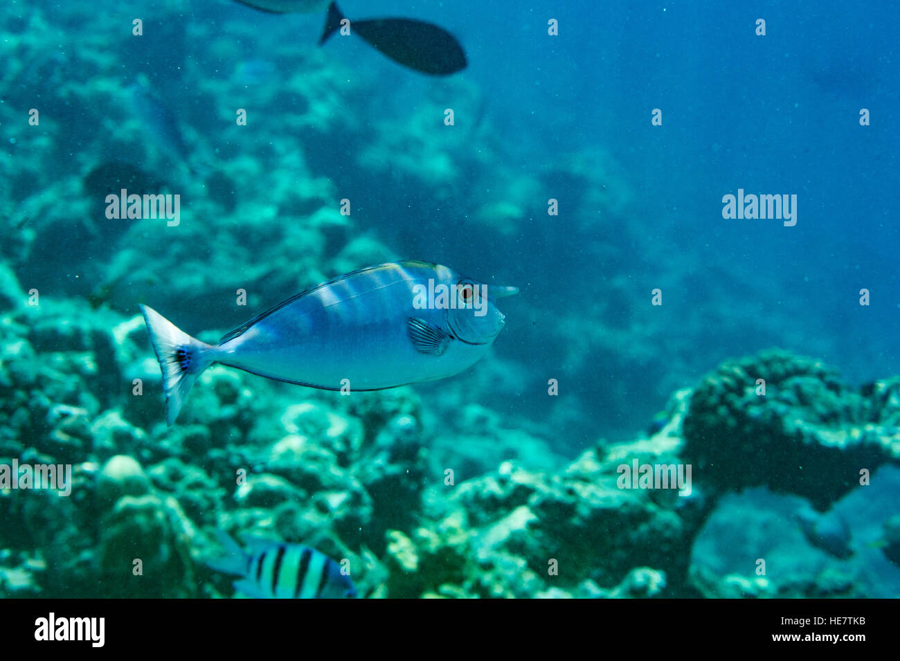 Tropical pesci di scogliera Foto Stock