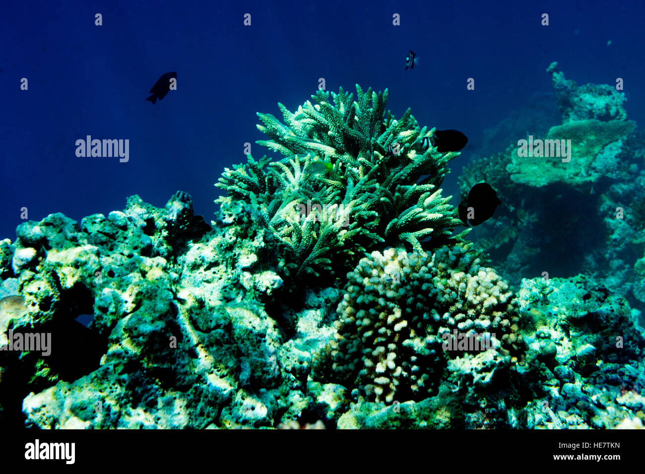 Tropical pesci di scogliera Foto Stock