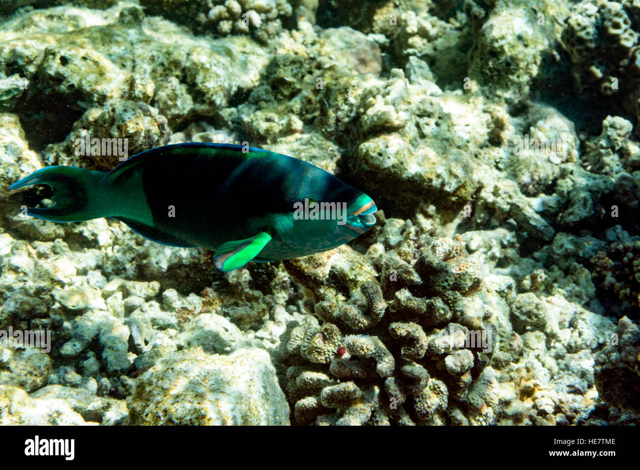 Pesci pappagallo, un tropicale pesci di scogliera Foto Stock