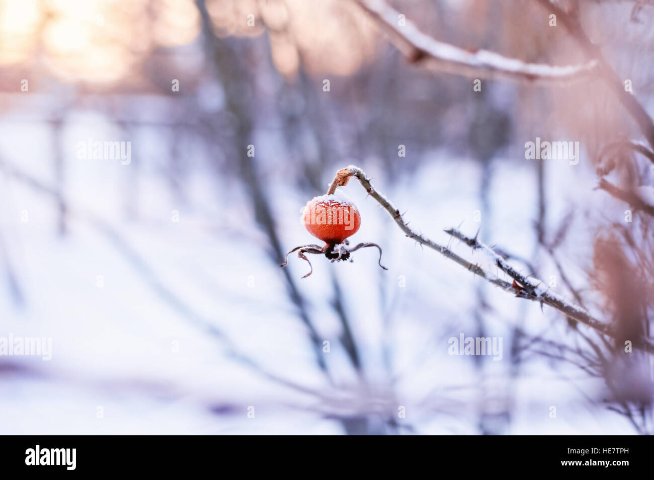 Po' di bacche di rosa canina in inverno la neve meteo Foto Stock