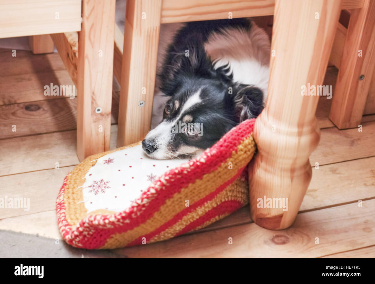 Triste cane sul pavimento sotto la tabella Foto Stock