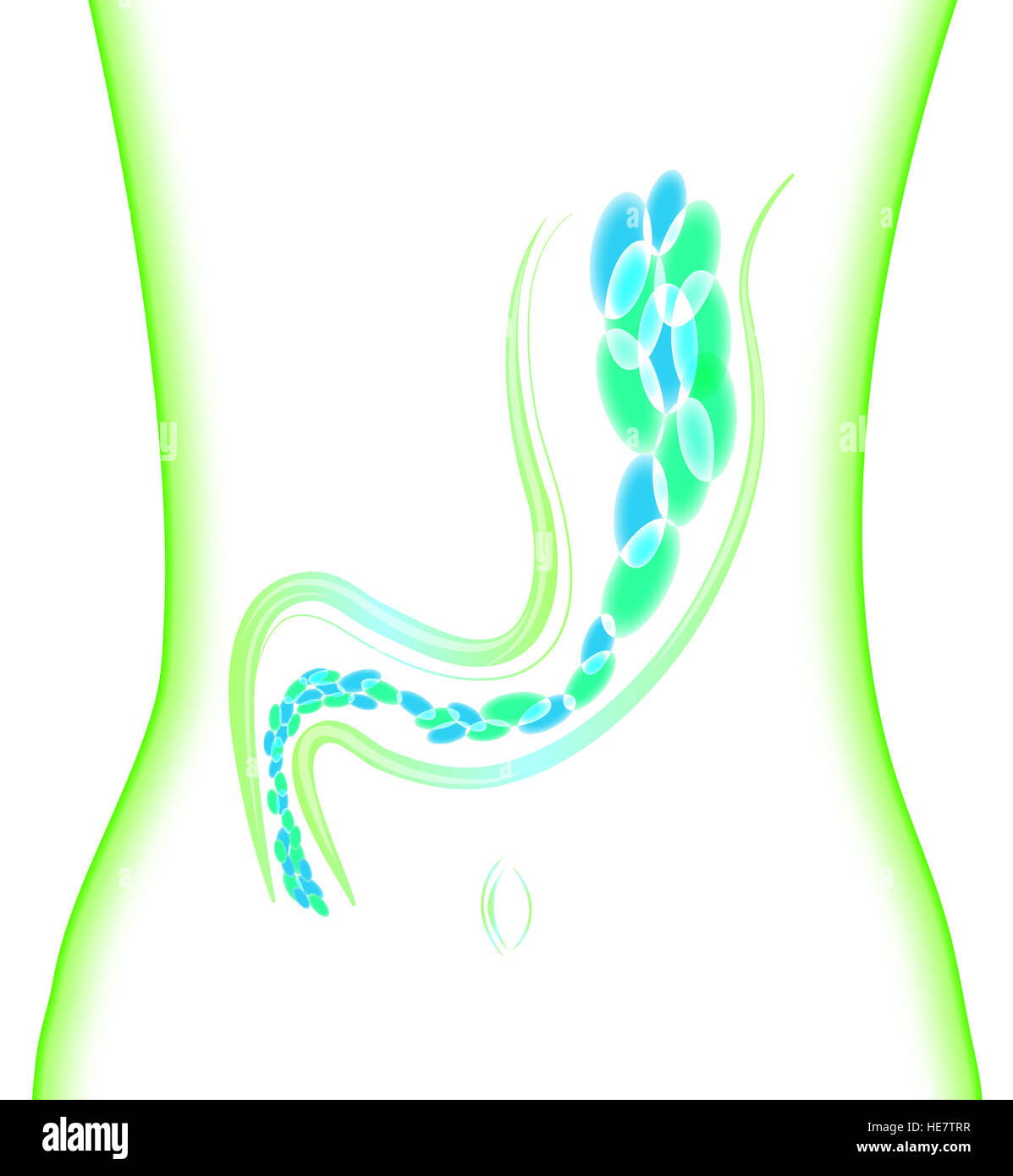 Batteri intestinali, microrganismo tessuto, batteri, intestino, protezione e difesa Foto Stock