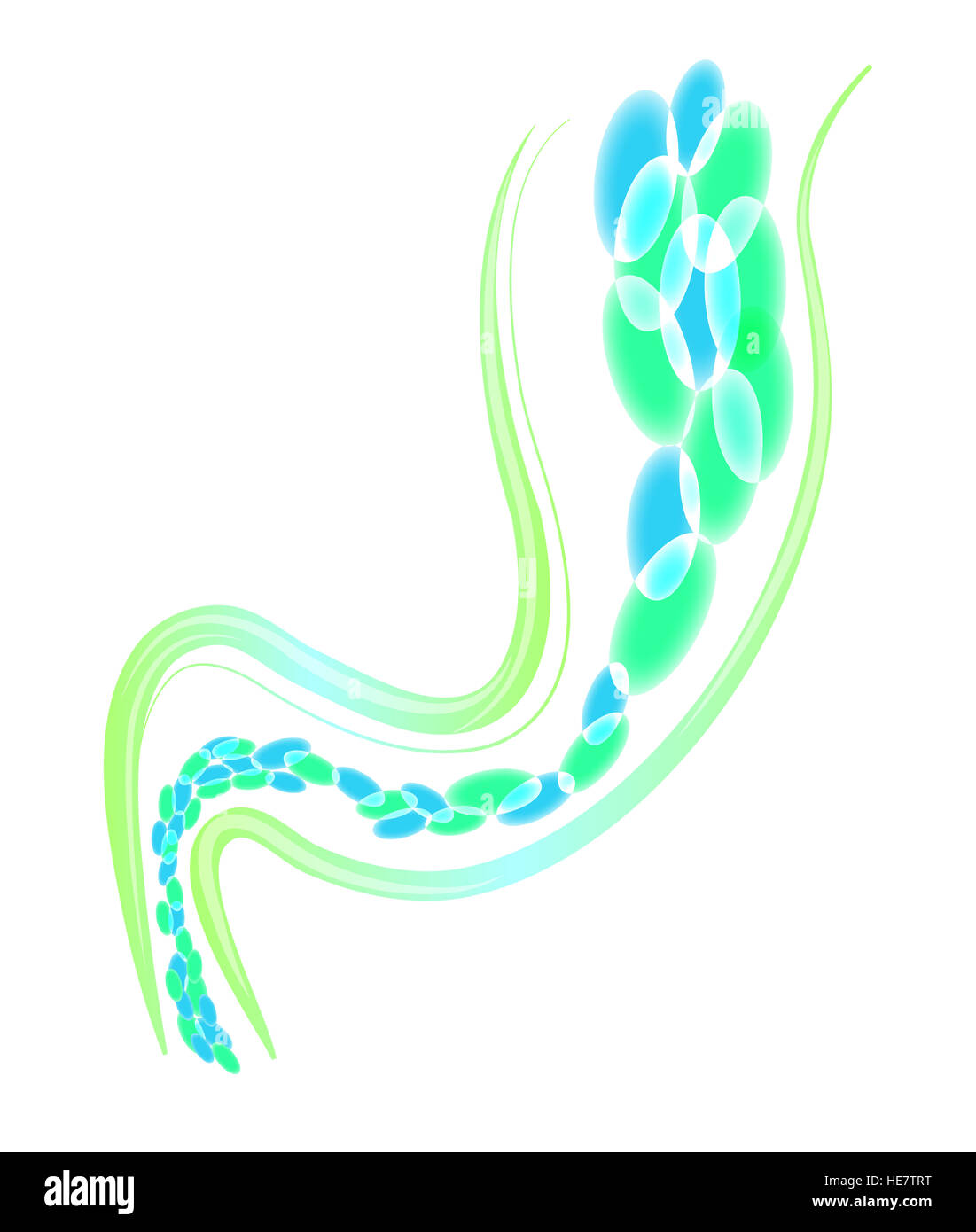 Batteri intestinali, microrganismo tessuto, batteri, intestino, protezione e difesa Foto Stock