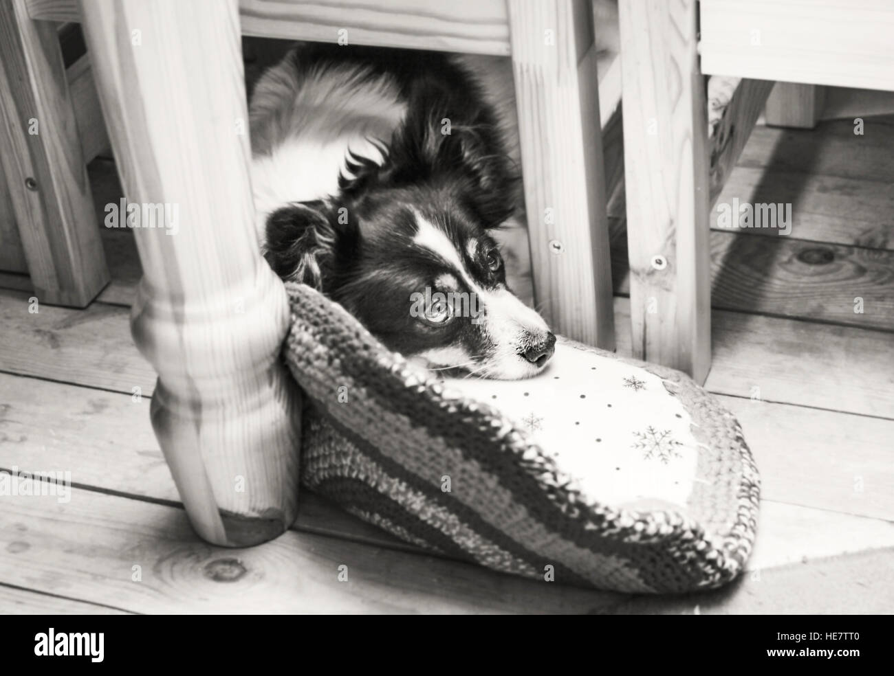 Triste cane sul pavimento sotto la tavola in bianco e nero Foto Stock