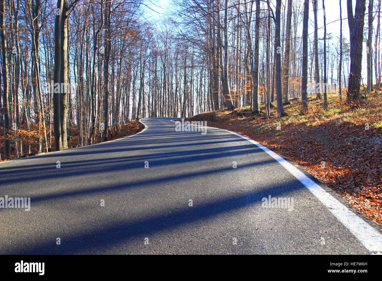 Le curve della strada nella foresta Foto Stock