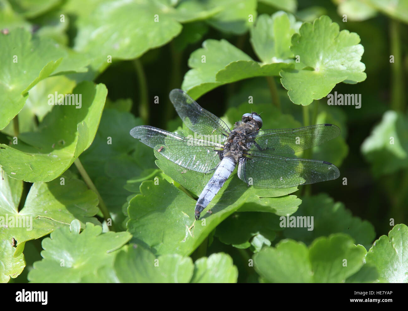 Scarsa Chaser, (Libellula fulva), maschio, Norfolk, Inghilterra, Regno Unito. Foto Stock