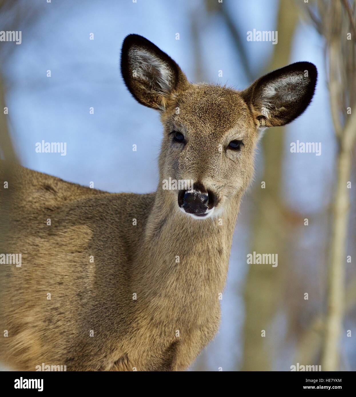 Bella foto isolate di cervi selvatici nella foresta Foto Stock