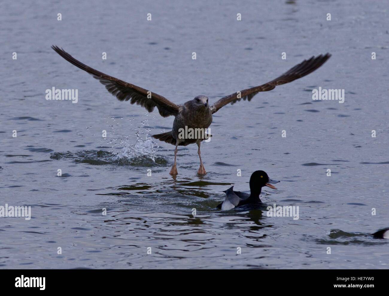 Foto isolata di un anatra sotto attacco di un gabbiano Foto Stock